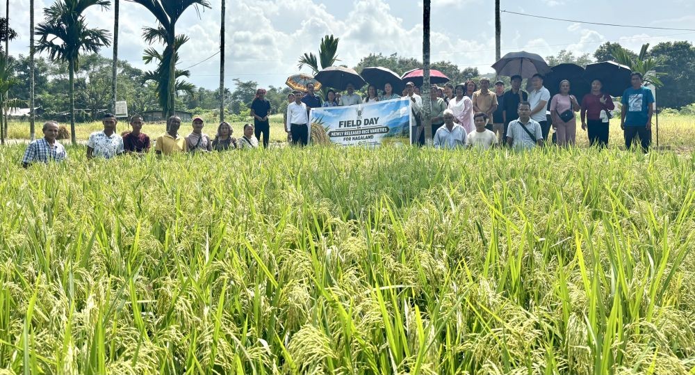 Participants during the field day organized by ICAR Nagaland Centre, Medziphema to showcase seven newly developed rice varieties.